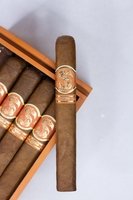 Matilde Quadrata Toro Bravo