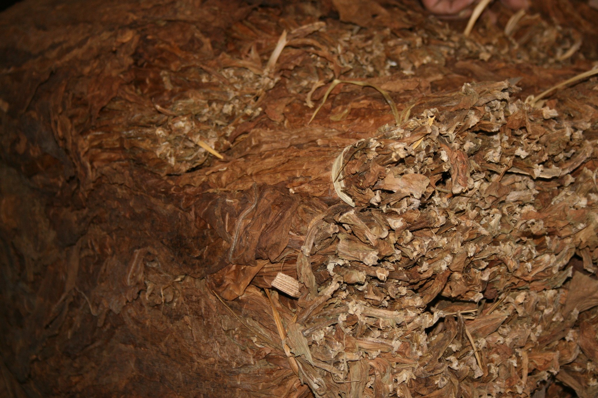 Zigarrenseminar Thomas Wölfert