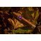 Crowned Heads Las Calaveras Edición Limitada 2020 LC 56 Stimmungsbild 3
