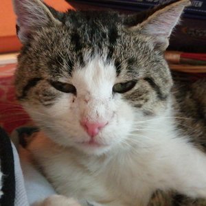 Profilbild