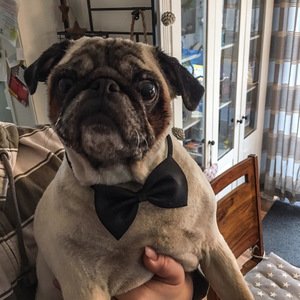 Profilbild