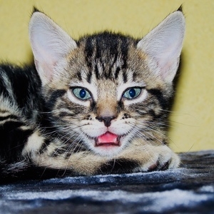 Profilbild