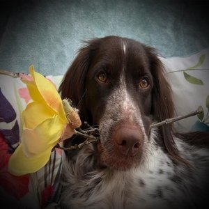 Profilbild