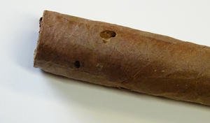 Spitze einer braunen Zigarre mit ovalem Loch, hineingefressen durch einen Tabakkäfer