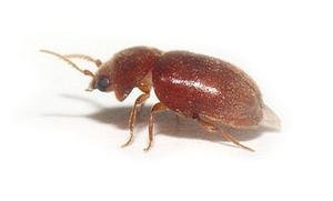 Brauner Käfer mit Fühlern