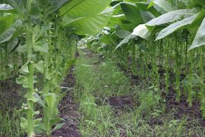 Tobacco - Origin & Consumption History