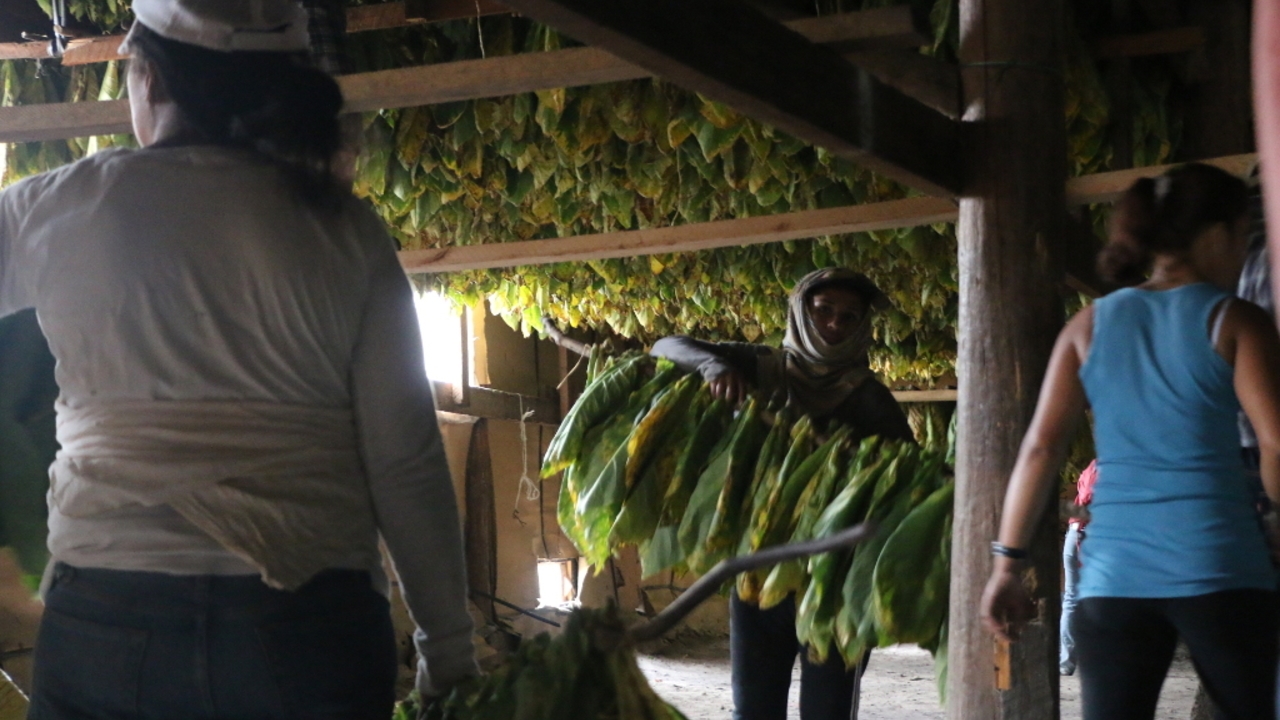 Fermenting Tobacco: Overview and Success Factors