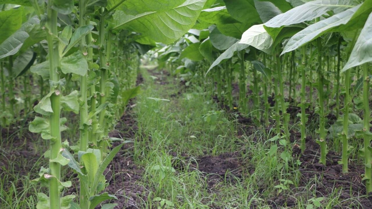 Tobacco - Origin and History of Tobacco Consumption